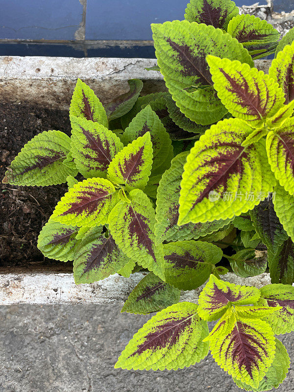 天井草本花园水泥厂槽中，黄柳(Coleus scutellarioides)的嫩枝和绿色和红色叶子的特写图像，高架视图